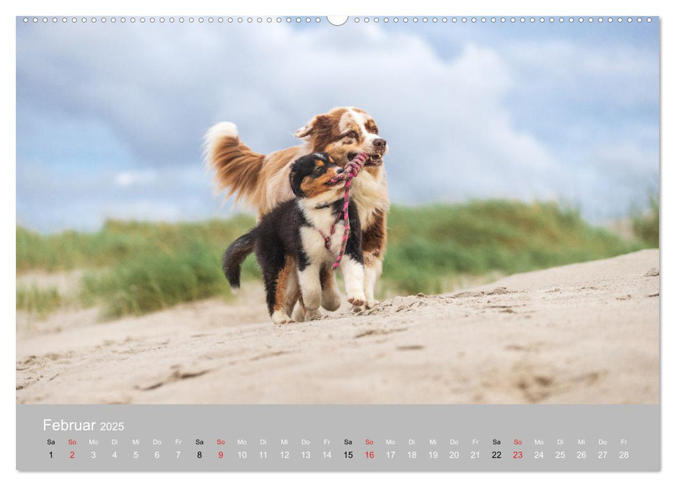 Australian Shepherd 2025 (CALVENDO Premium Wandkalender 2025)