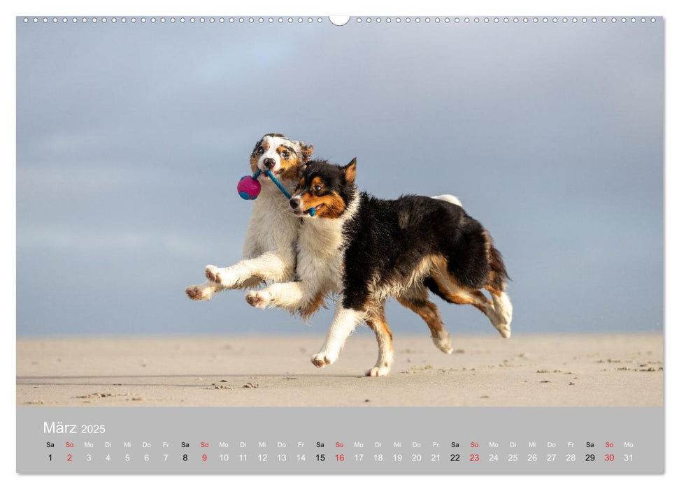 Australian Shepherd 2025 (CALVENDO Premium Wandkalender 2025)