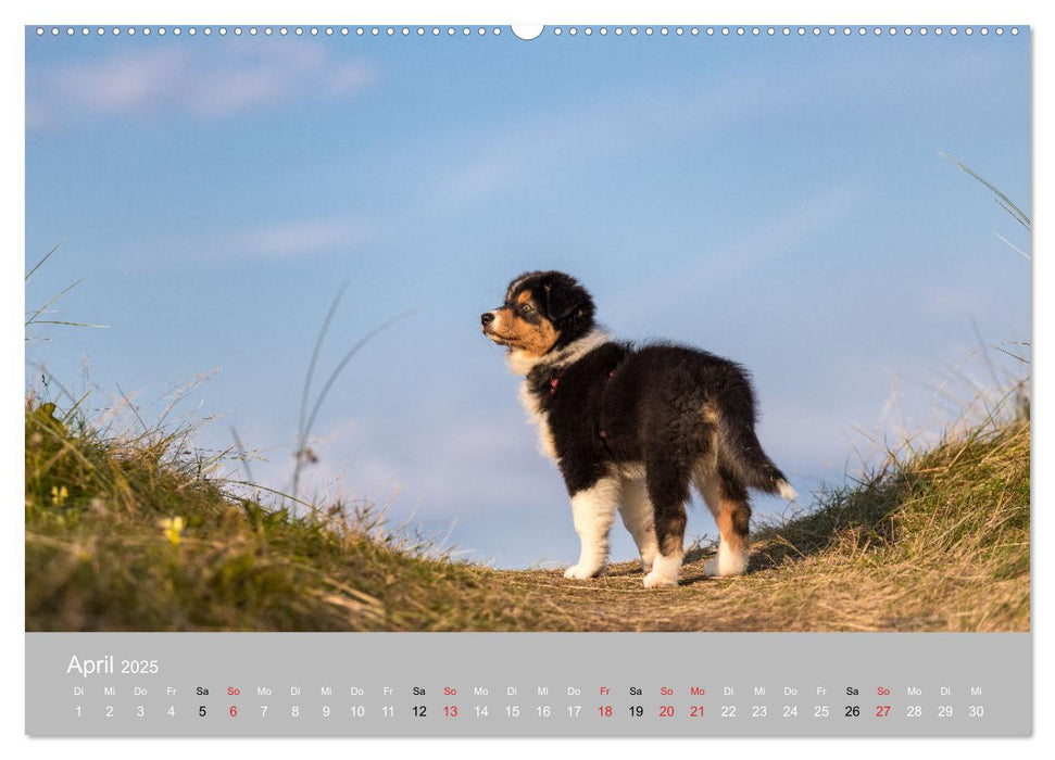 Australian Shepherd 2025 (CALVENDO Premium Wandkalender 2025)