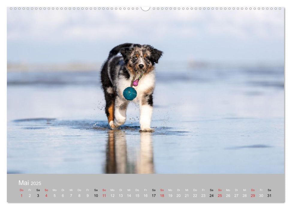 Australian Shepherd 2025 (CALVENDO Premium Wandkalender 2025)