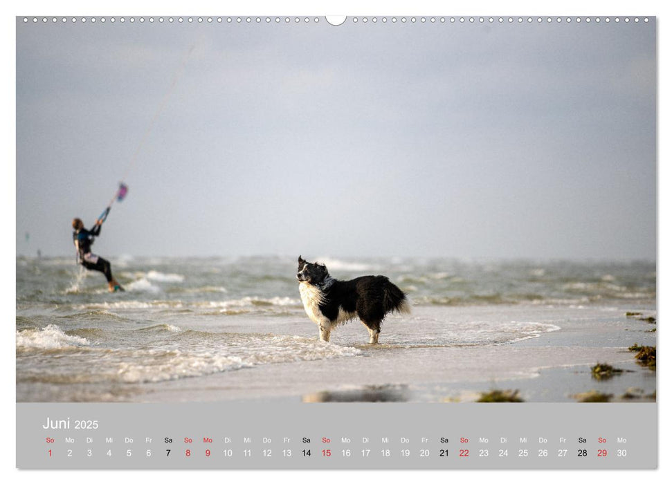 Australian Shepherd 2025 (CALVENDO Premium Wandkalender 2025)