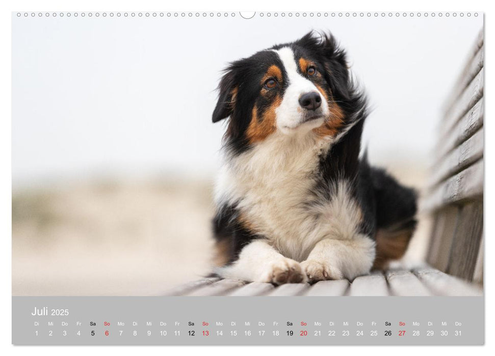 Australian Shepherd 2025 (CALVENDO Premium Wandkalender 2025)