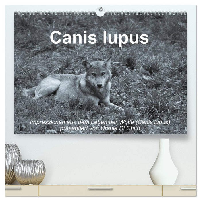 Canis lupus (CALVENDO Premium Wandkalender 2025)