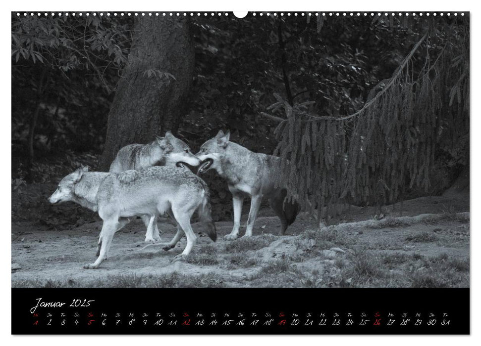 Canis lupus (CALVENDO Premium Wandkalender 2025)