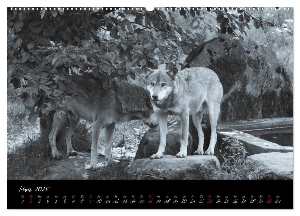 Canis lupus (CALVENDO Premium Wandkalender 2025)