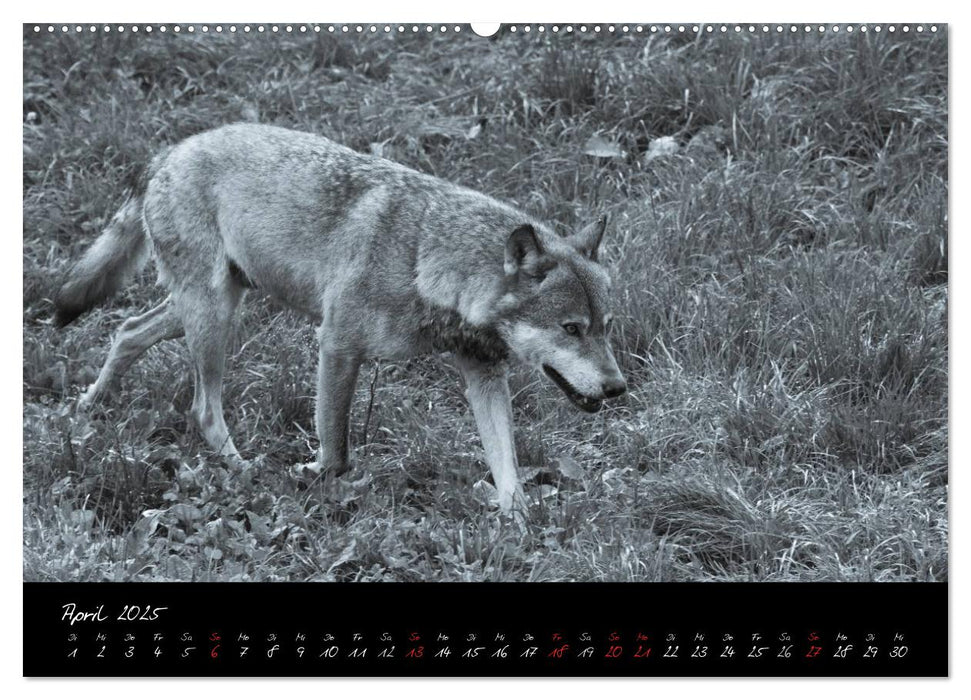 Canis lupus (CALVENDO Premium Wandkalender 2025)