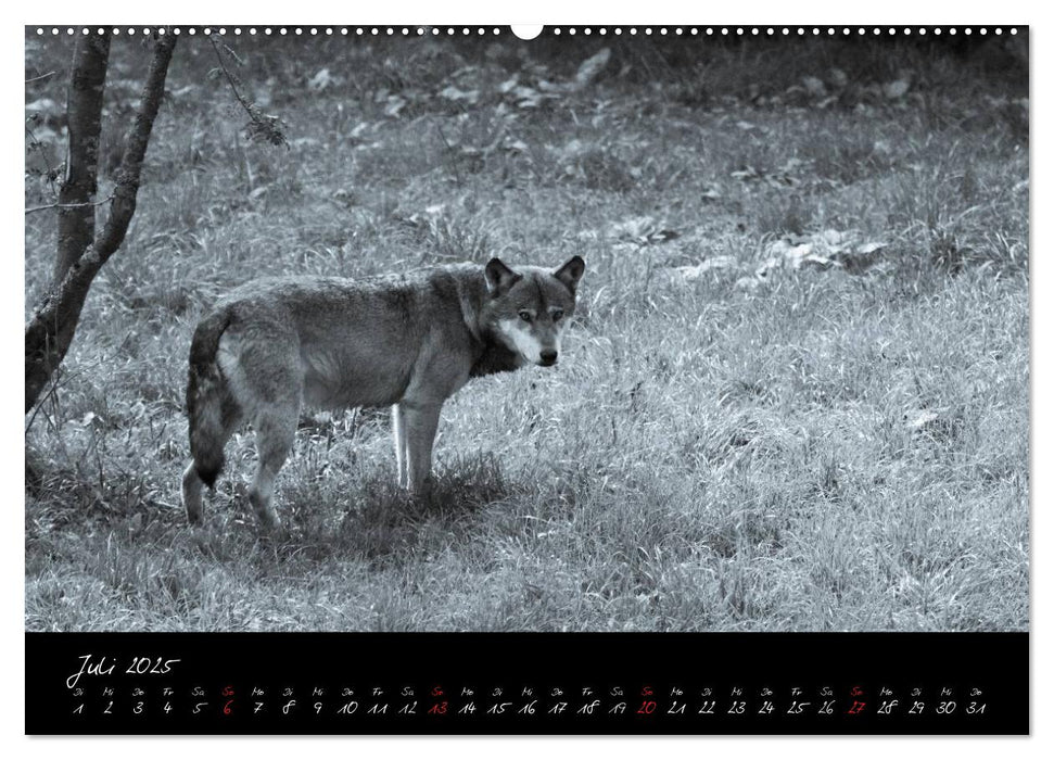 Canis lupus (CALVENDO Premium Wandkalender 2025)