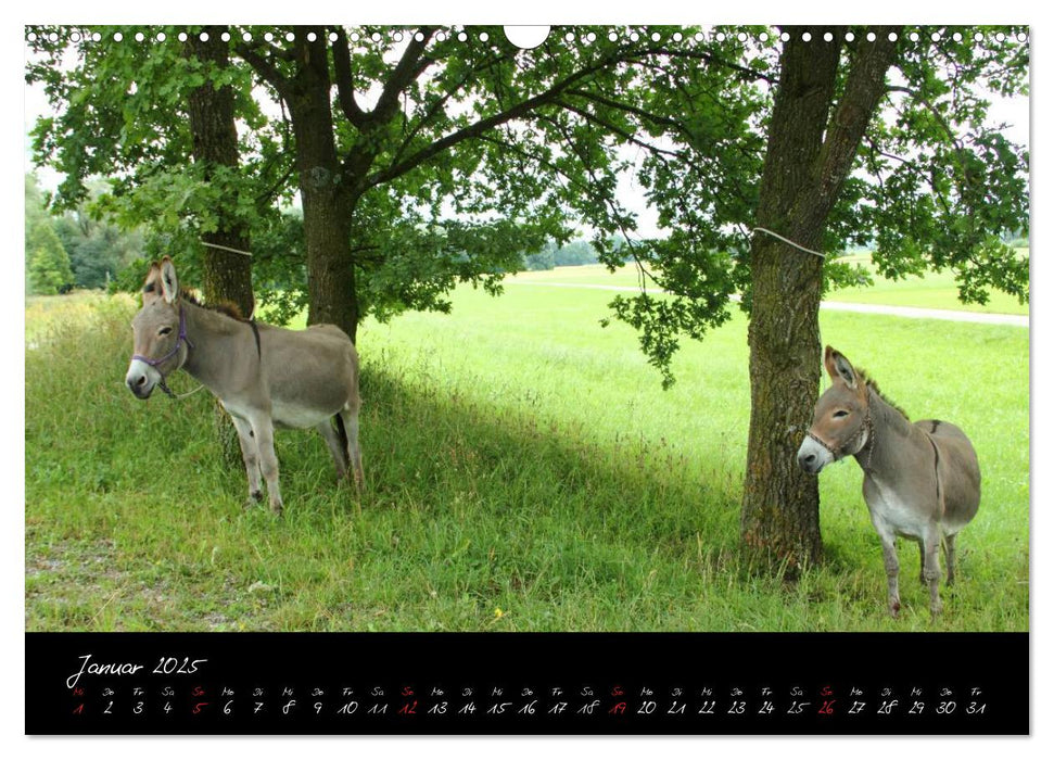 Esel - liebenswerte Langohren (CALVENDO Wandkalender 2025)