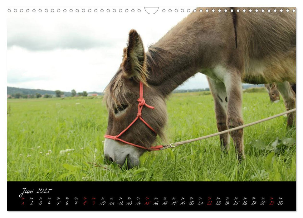 Esel - liebenswerte Langohren (CALVENDO Wandkalender 2025)