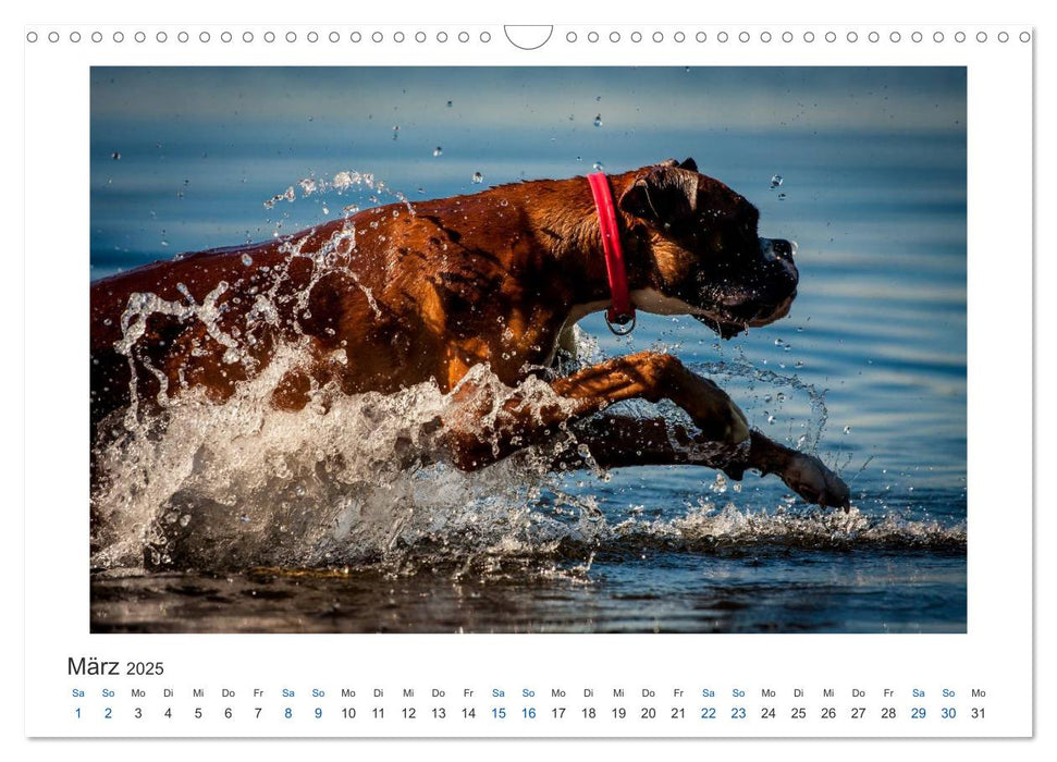 Deutscher Boxer - Boxer im Wasser 2025 (CALVENDO Wandkalender 2025)