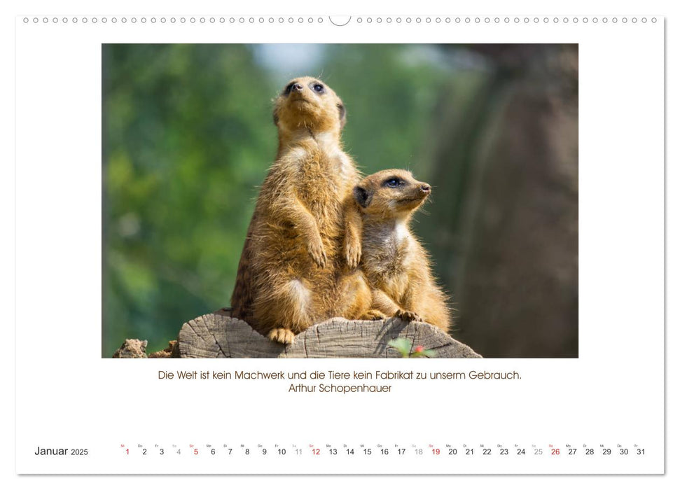 Der Tierkalender mit Zitaten, Weisheiten und Sprüchen (CALVENDO Premium Wandkalender 2025)