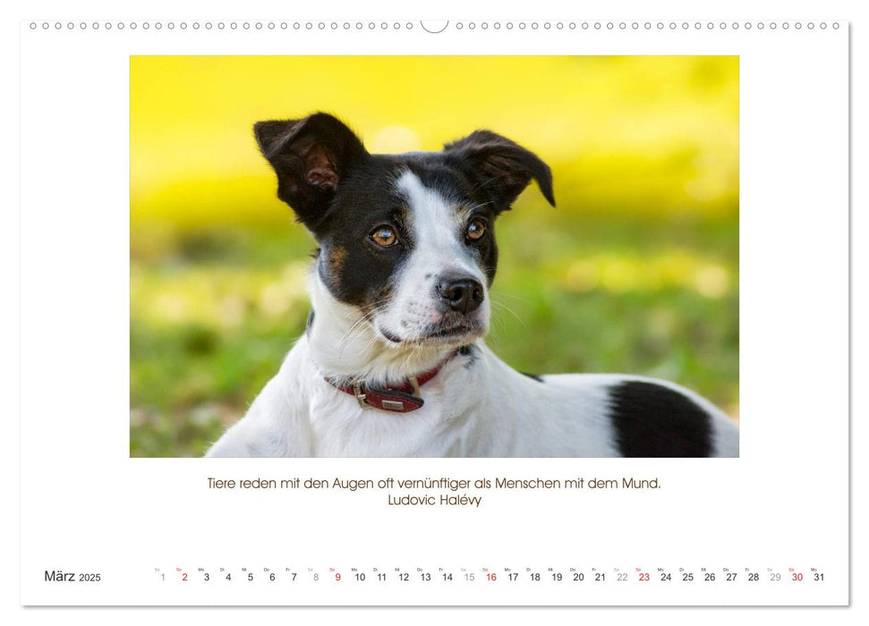 Der Tierkalender mit Zitaten, Weisheiten und Sprüchen (CALVENDO Premium Wandkalender 2025)