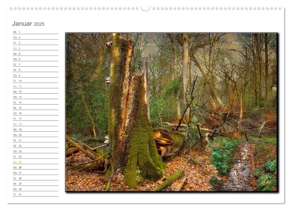 Der Neuenburger Urwald (CALVENDO Premium Wandkalender 2025)