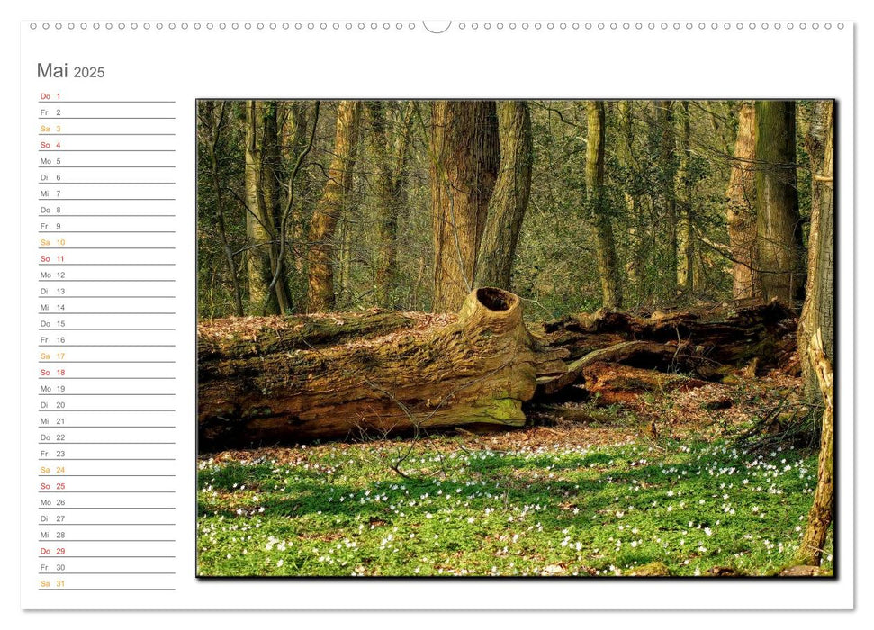 Der Neuenburger Urwald (CALVENDO Premium Wandkalender 2025)