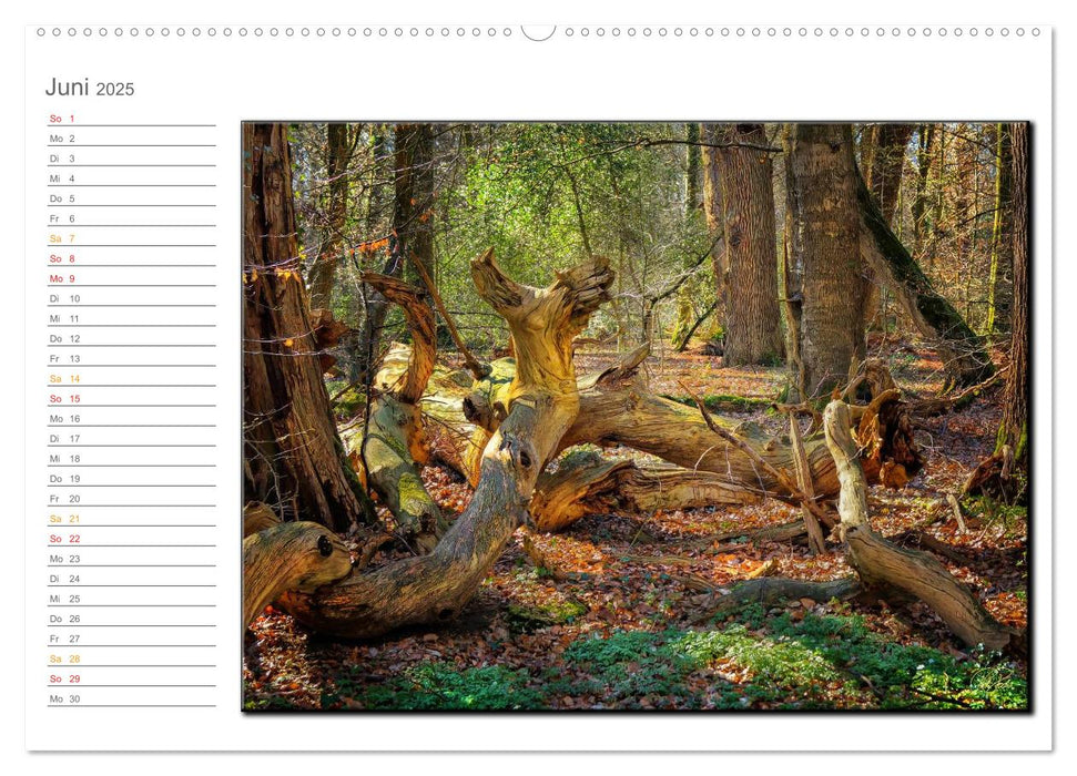 Der Neuenburger Urwald (CALVENDO Premium Wandkalender 2025)