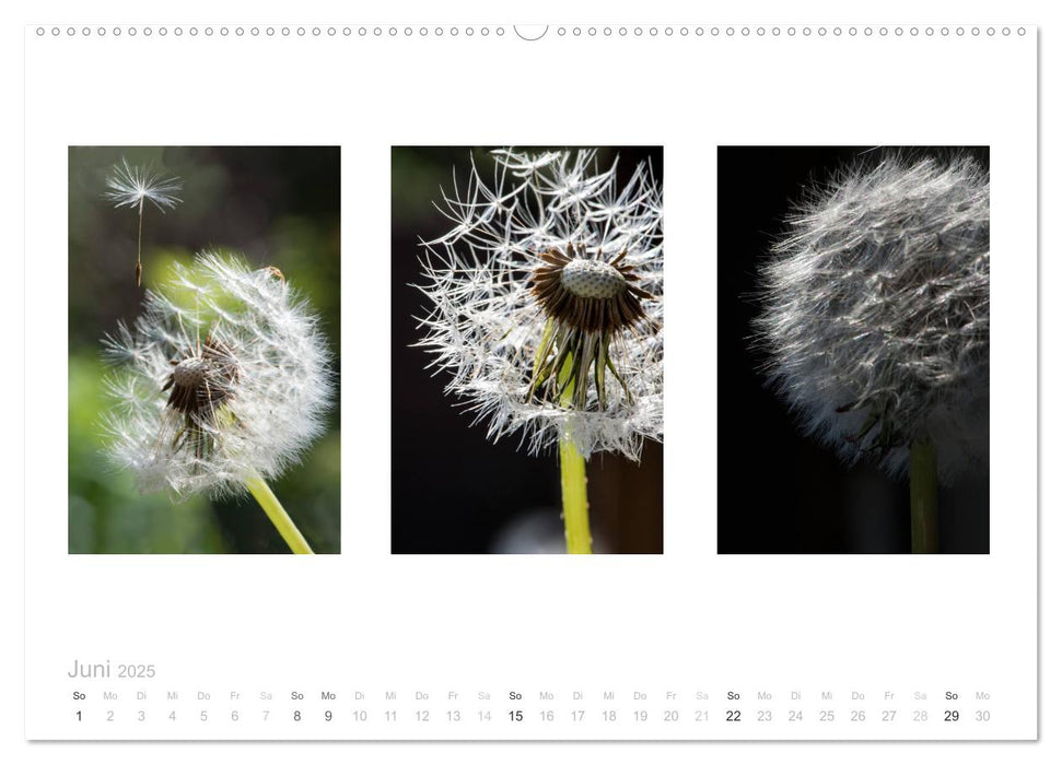 Blumen Trilogien (CALVENDO Premium Wandkalender 2025)