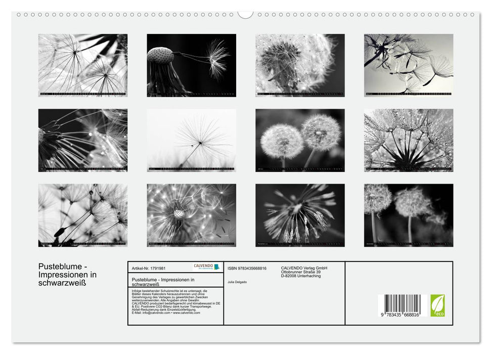 Pusteblume - Impressionen in schwarzweiß (CALVENDO Premium Wandkalender 2025)