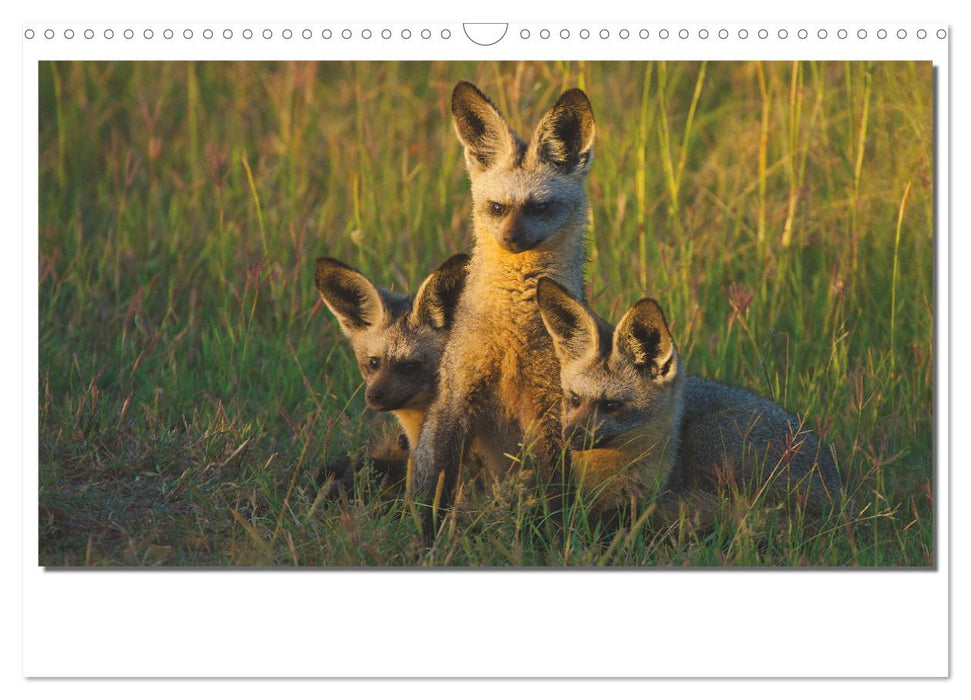 Tiere der Maasai Mara (CALVENDO Wandkalender 2025)