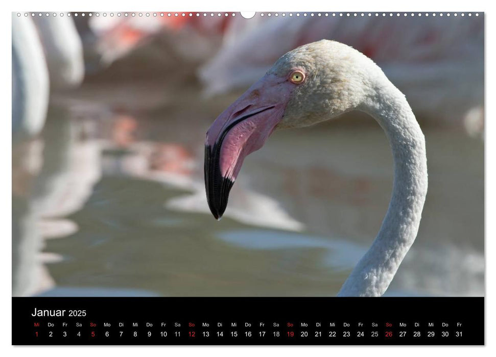 Flamingos der Camargue 2025 (CALVENDO Premium Wandkalender 2025)