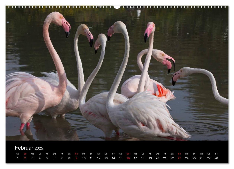 Flamingos der Camargue 2025 (CALVENDO Premium Wandkalender 2025)