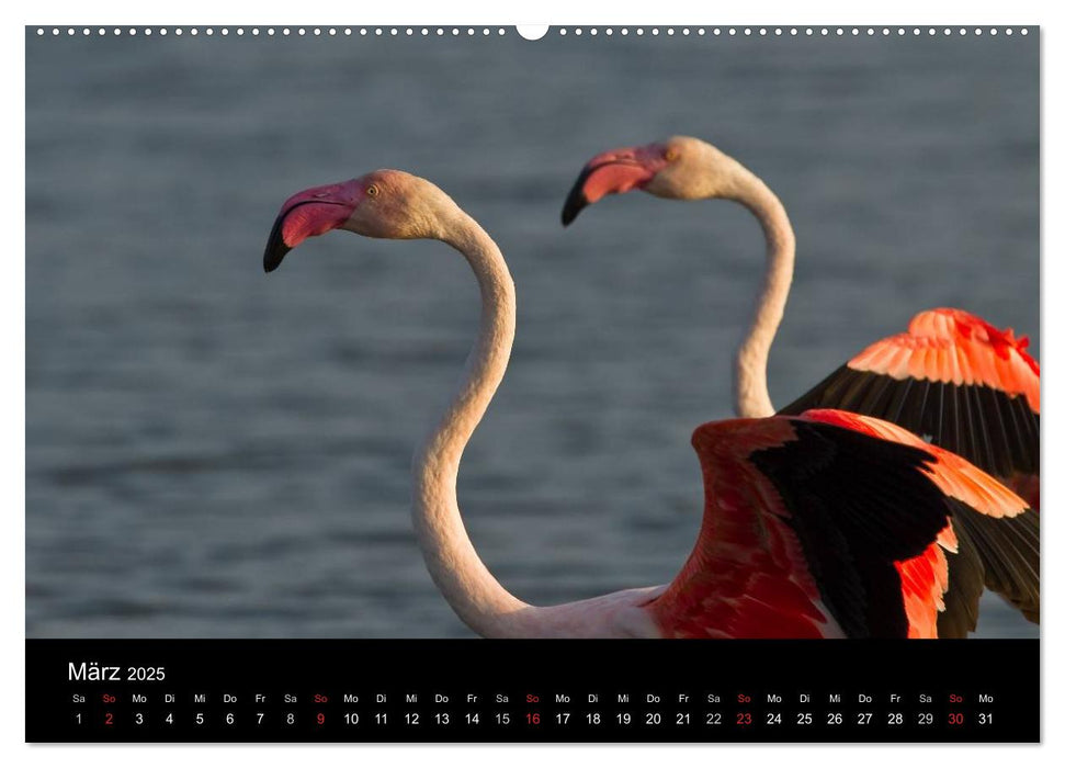 Flamingos der Camargue 2025 (CALVENDO Premium Wandkalender 2025)