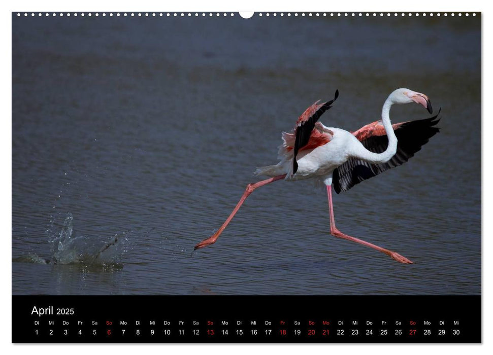 Flamingos der Camargue 2025 (CALVENDO Premium Wandkalender 2025)