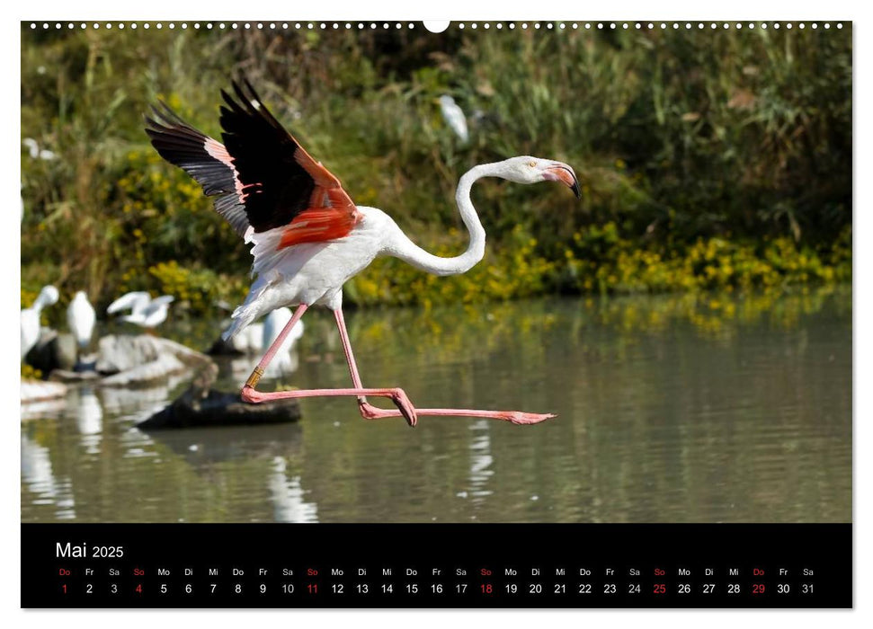 Flamingos der Camargue 2025 (CALVENDO Premium Wandkalender 2025)