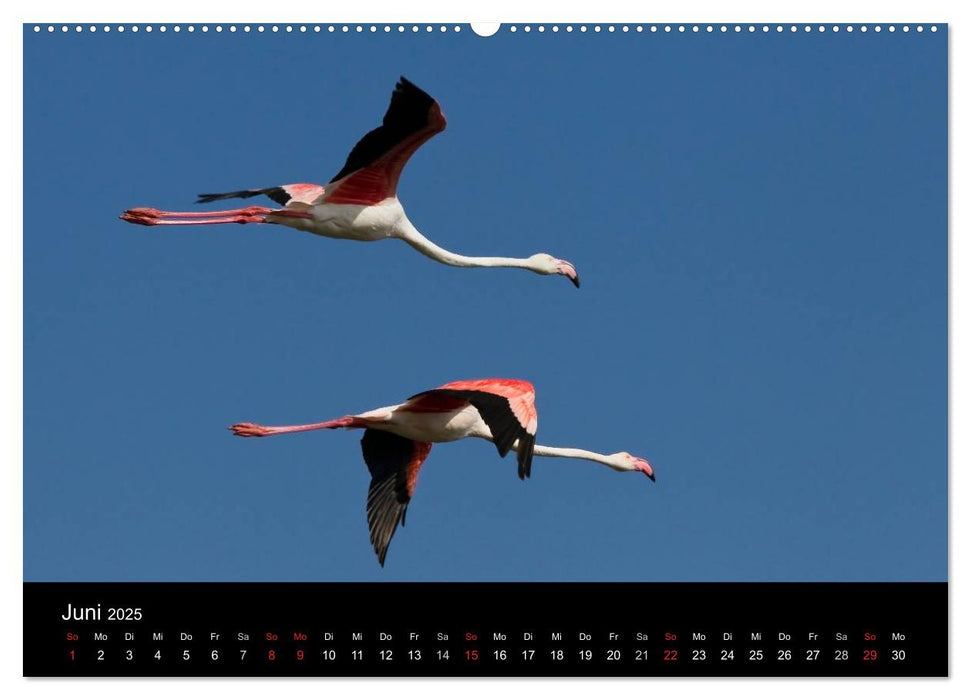 Flamingos der Camargue 2025 (CALVENDO Premium Wandkalender 2025)