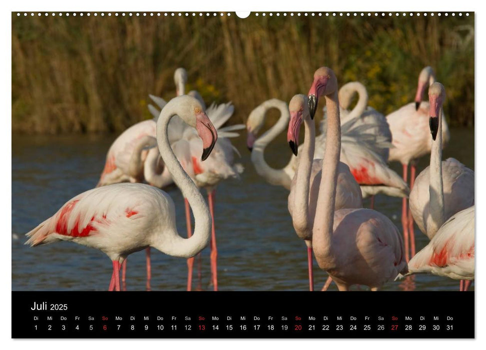 Flamingos der Camargue 2025 (CALVENDO Premium Wandkalender 2025)