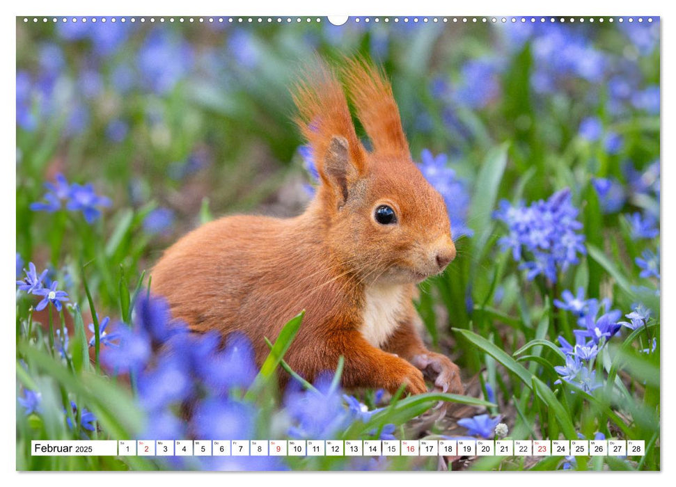 Eichhörnchen im Königlichen Garten (CALVENDO Wandkalender 2025)