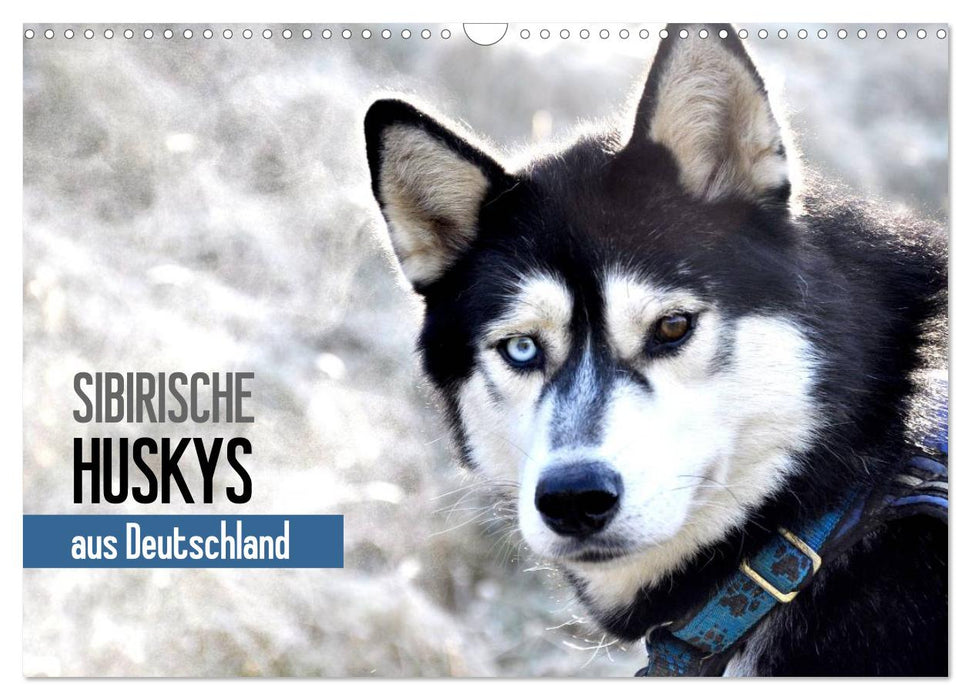 Sibirische Huskys aus Deutschland (CALVENDO Wandkalender 2025)