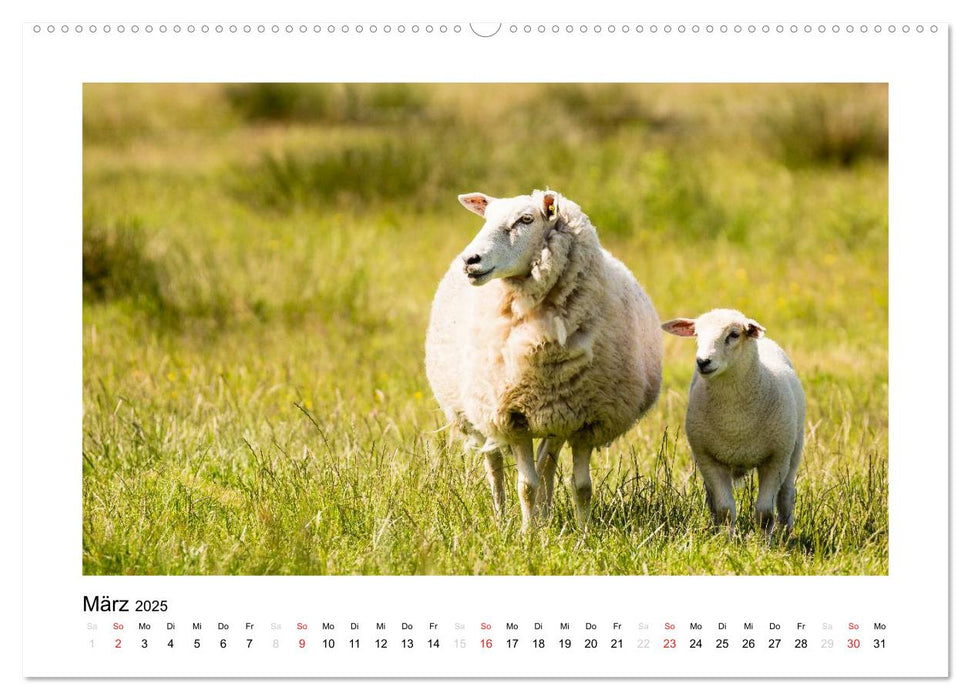 Sylt - Magische Momente (CALVENDO Premium Wandkalender 2025)