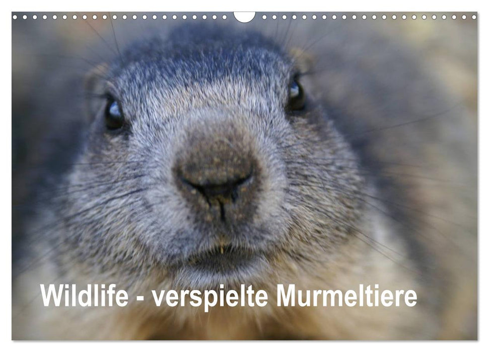 Wildlife - Verspielte Murmeltiere (CALVENDO Wandkalender 2025)