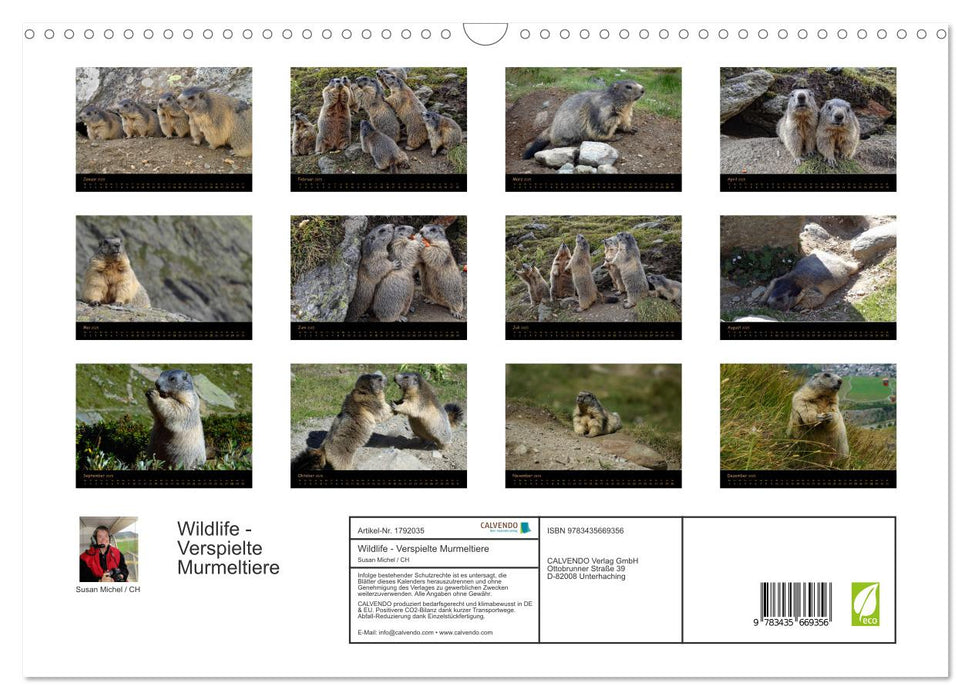 Wildlife - Verspielte Murmeltiere (CALVENDO Wandkalender 2025)