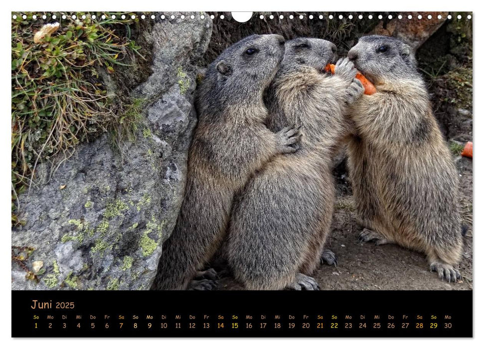 Wildlife - Verspielte Murmeltiere (CALVENDO Wandkalender 2025)