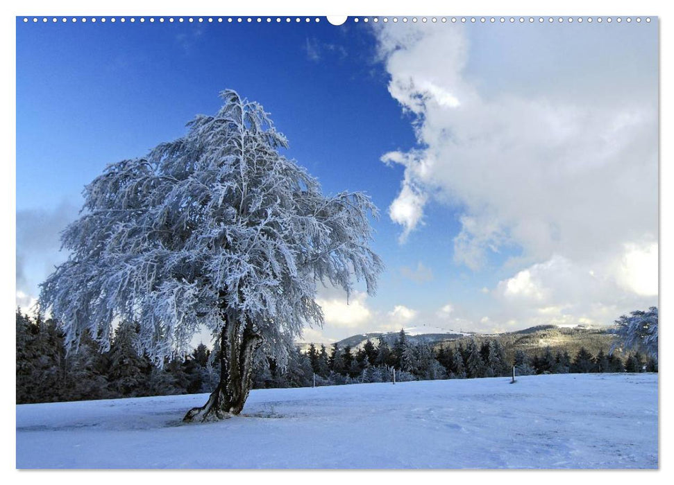 Romantischer Schwarzwald (CALVENDO Premium Wandkalender 2025)