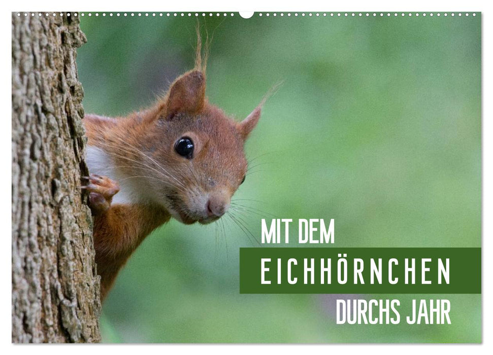 Mit dem Eichhörnchen durchs Jahr (CALVENDO Wandkalender 2025)