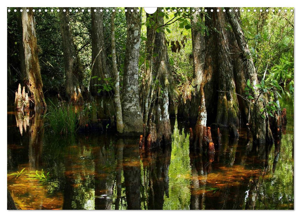 Florida Impressionen (CALVENDO Wandkalender 2025)