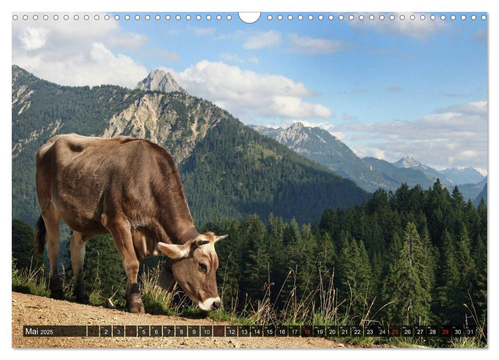 Ein Jahr im Allgäu (CALVENDO Wandkalender 2025)