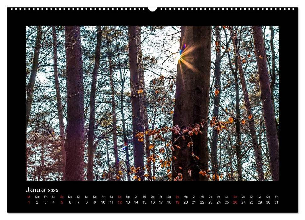 Wälder, fotografiert auf vier Kontinenten (CALVENDO Premium Wandkalender 2025)