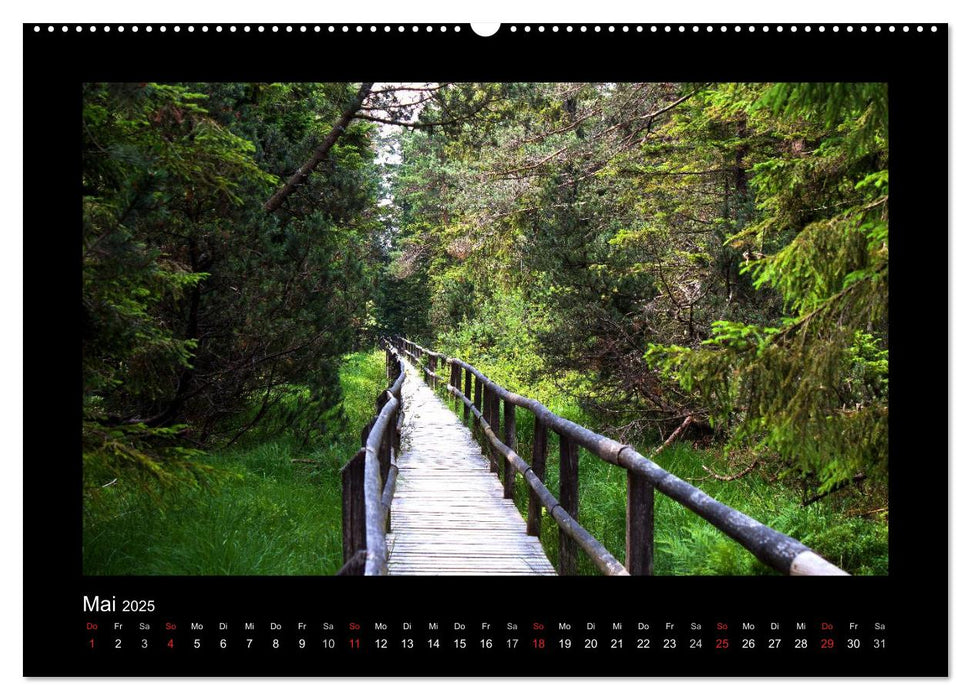 Wälder, fotografiert auf vier Kontinenten (CALVENDO Premium Wandkalender 2025)