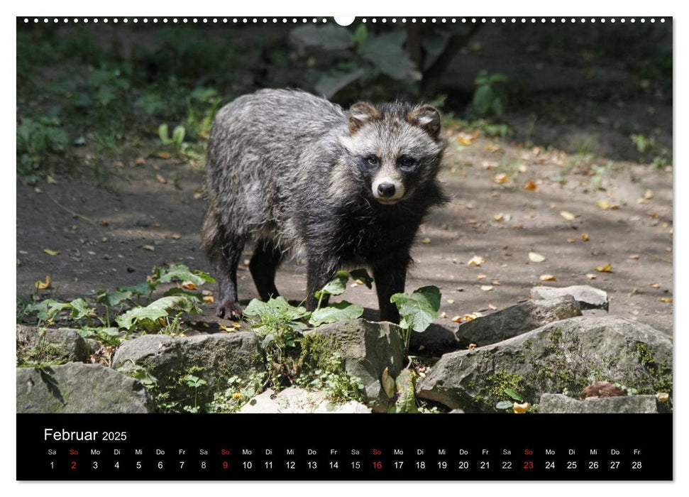 Marderhunde (CALVENDO Premium Wandkalender 2025)