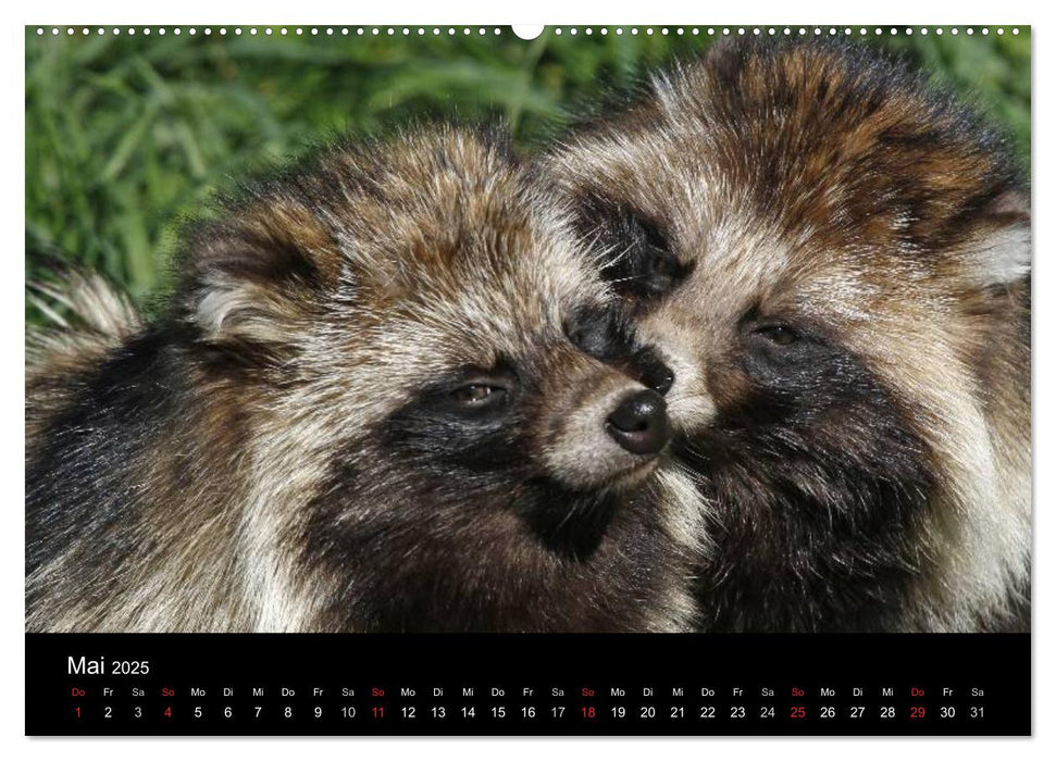 Marderhunde (CALVENDO Premium Wandkalender 2025)