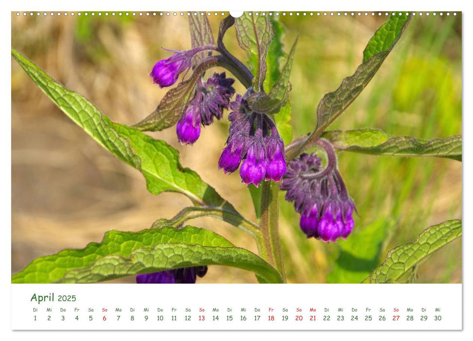 Arzneipflanzen (CALVENDO Premium Wandkalender 2025)