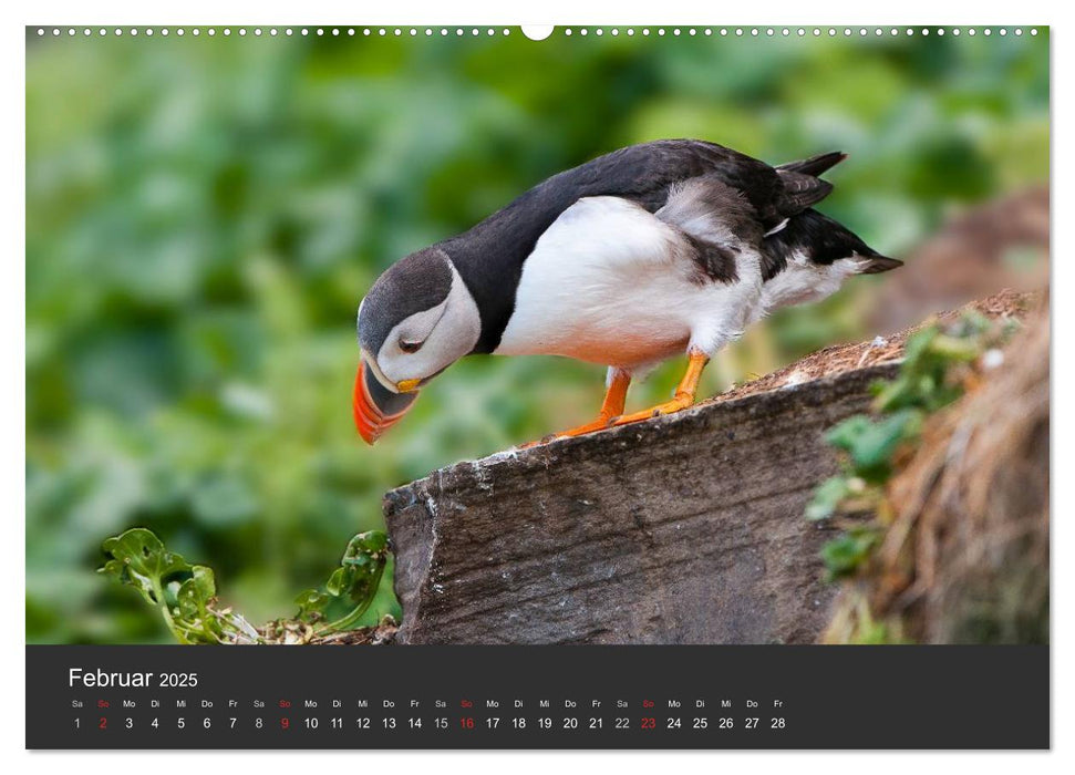 Vögel im Norden Europas (CALVENDO Premium Wandkalender 2025)