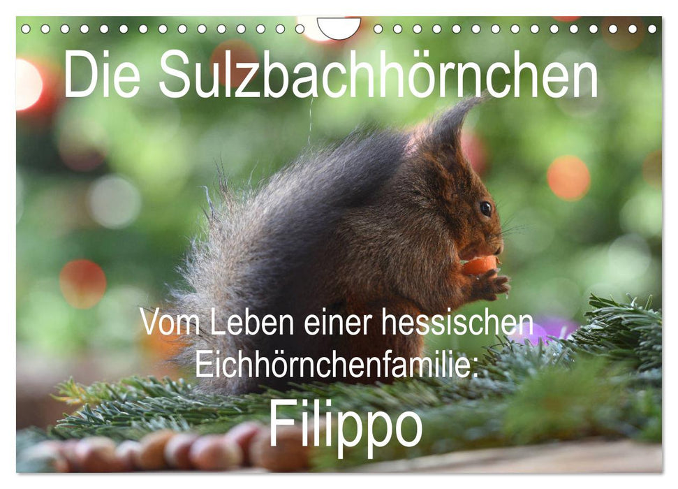 Die Sulzbachhörnchen - vom Leben einer hessischen Eichhörnchenfamilie (CALVENDO Wandkalender 2025)