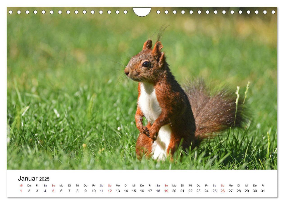 Die Sulzbachhörnchen - vom Leben einer hessischen Eichhörnchenfamilie (CALVENDO Wandkalender 2025)