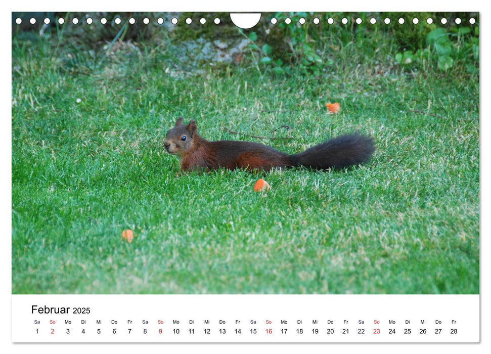 Die Sulzbachhörnchen - vom Leben einer hessischen Eichhörnchenfamilie (CALVENDO Wandkalender 2025)