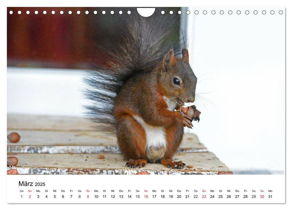 Die Sulzbachhörnchen - vom Leben einer hessischen Eichhörnchenfamilie (CALVENDO Wandkalender 2025)