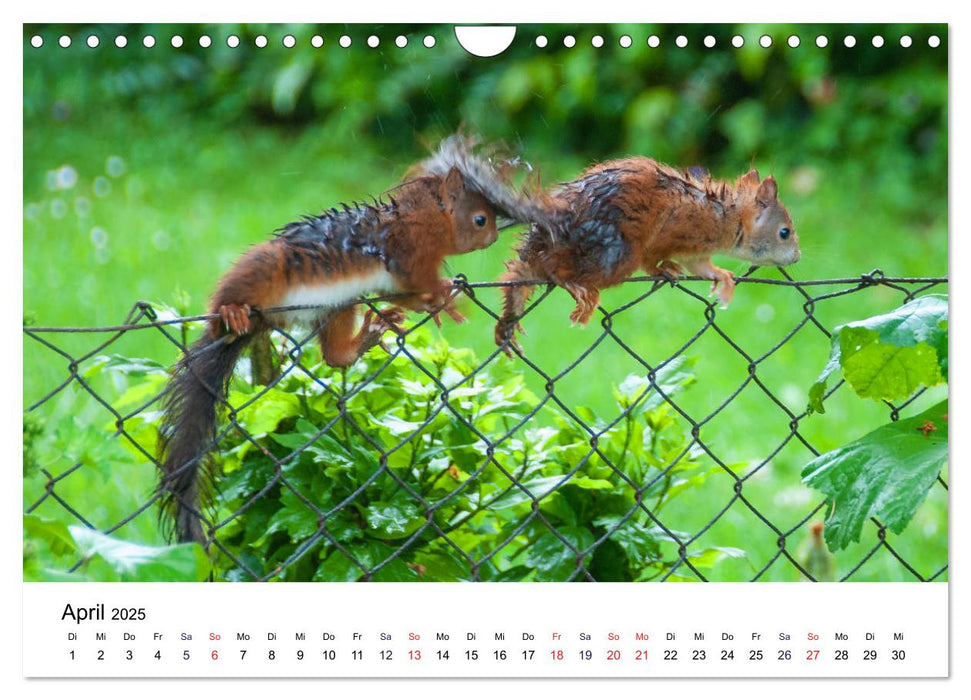 Die Sulzbachhörnchen - vom Leben einer hessischen Eichhörnchenfamilie (CALVENDO Wandkalender 2025)